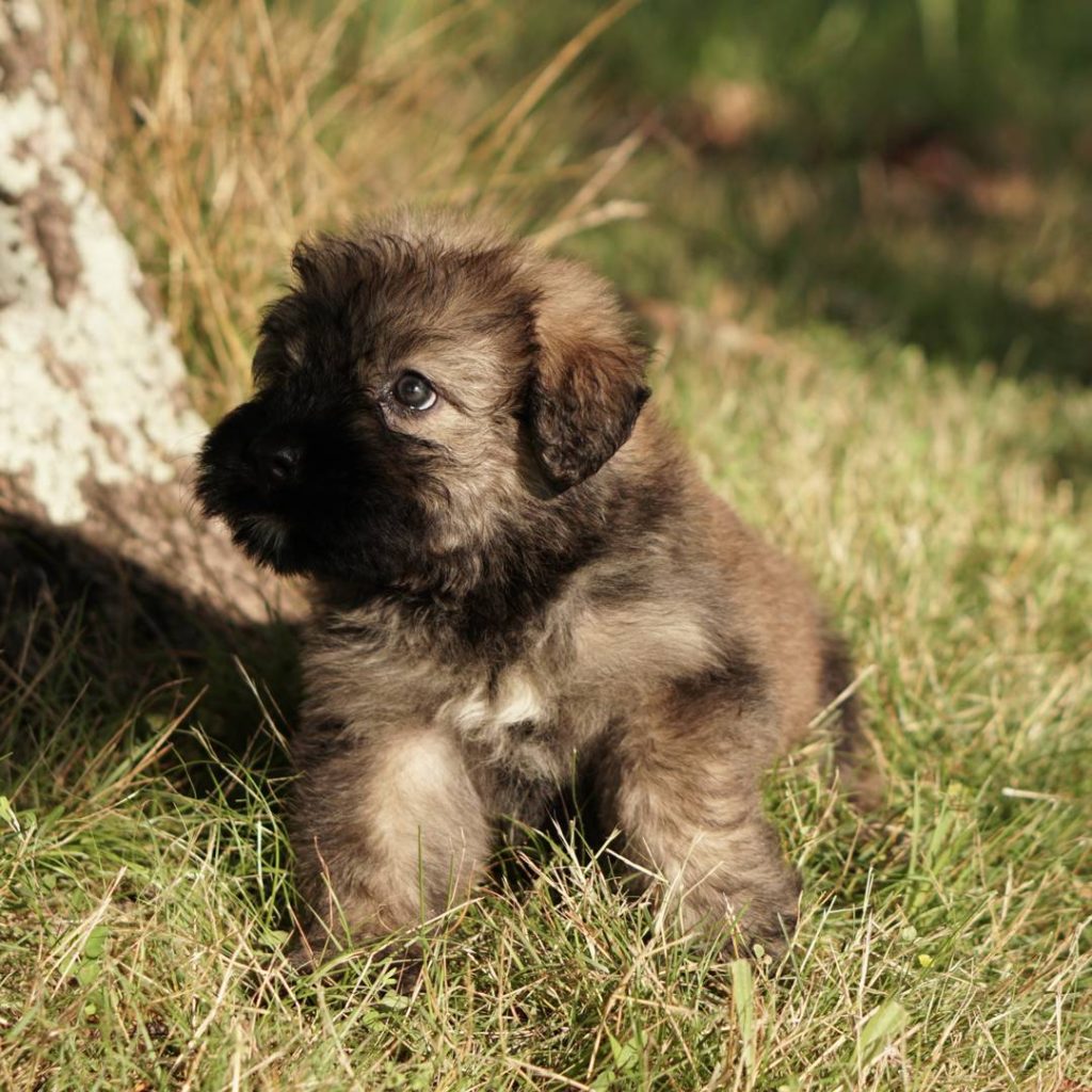 bouvier_des_flandres_shelly